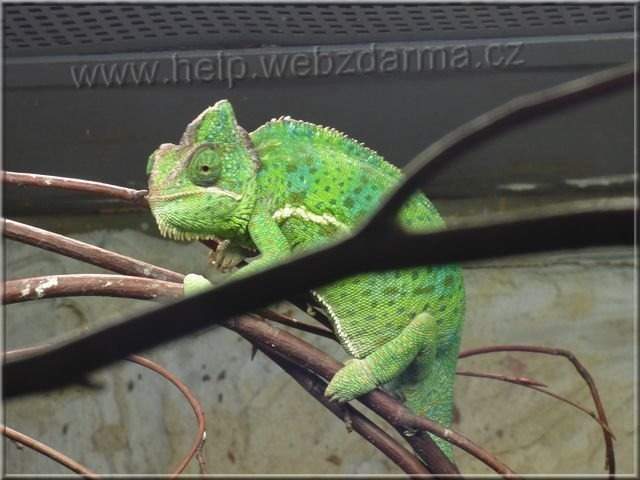 chameleon