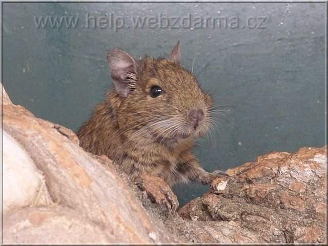 degu