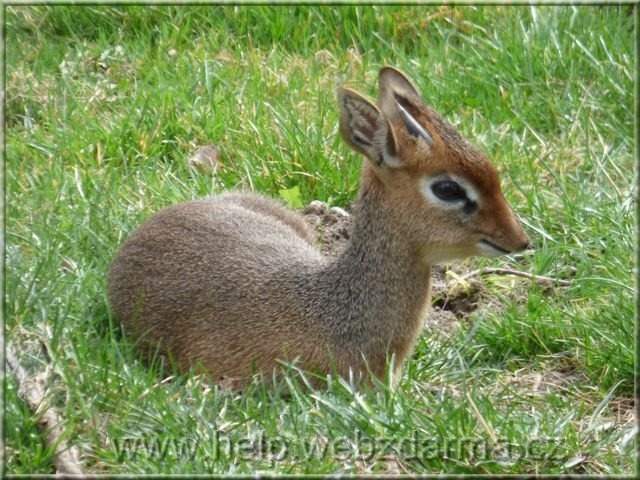 dikdik