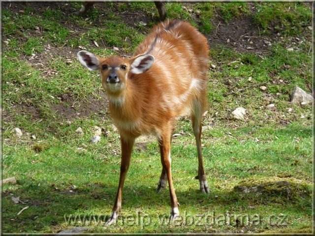 sitatunga
