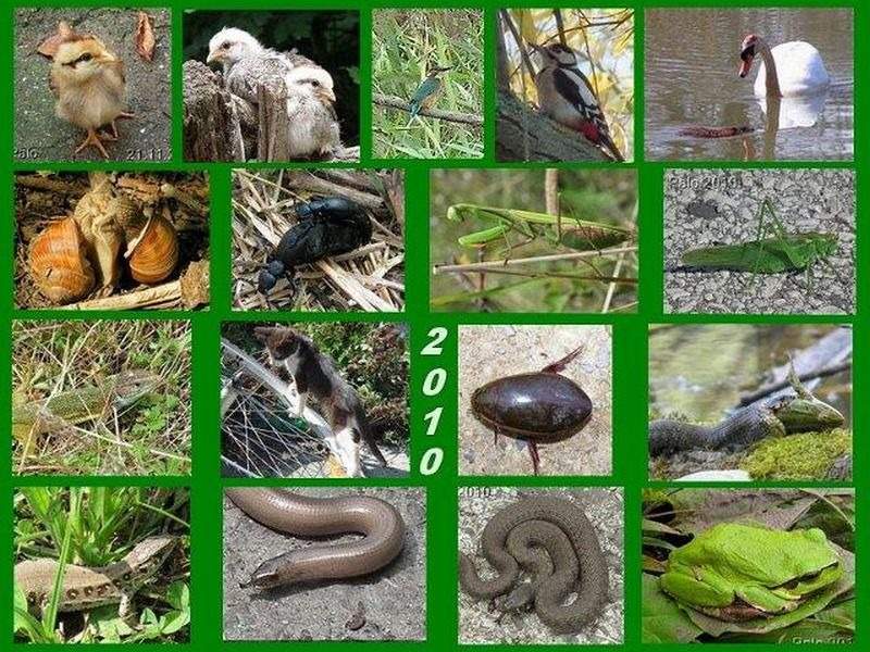 fauna 2010