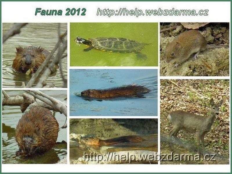 fauna 2012