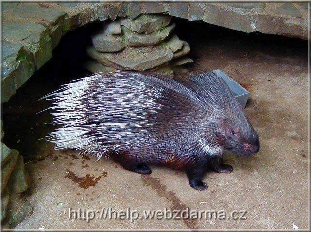 dikobraz