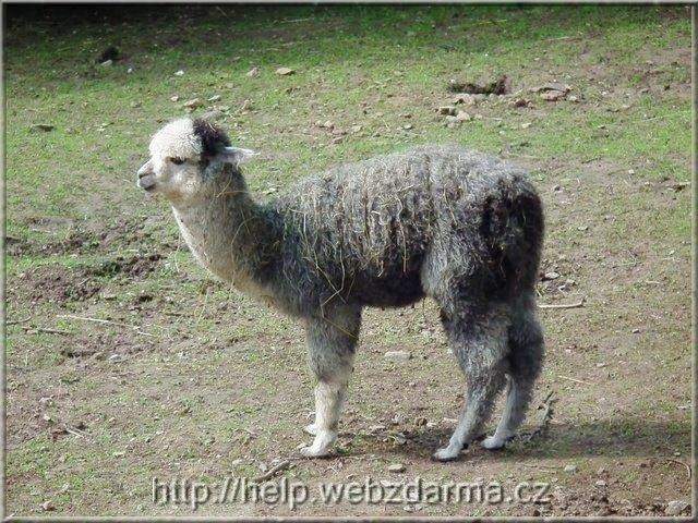 lamamala