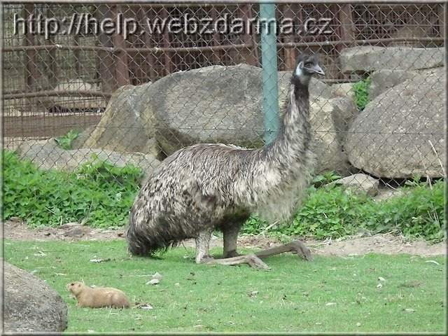 emu