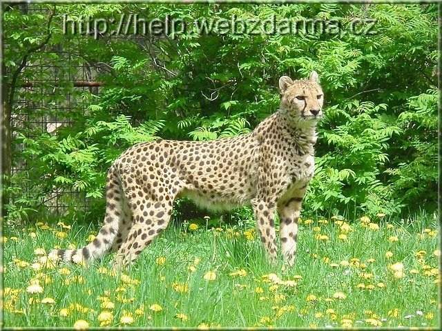 gepard