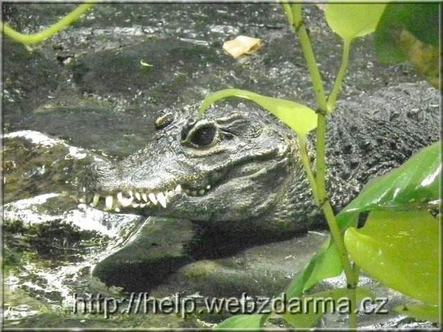 krokodil