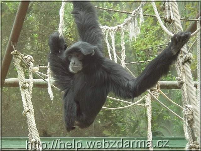siamang