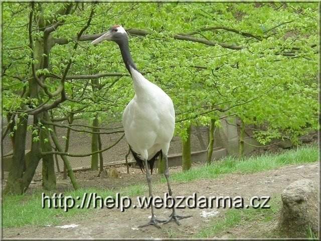zeriav