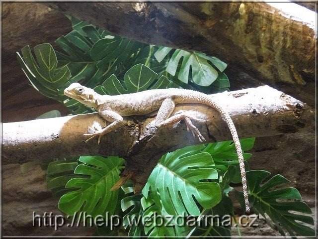 agama