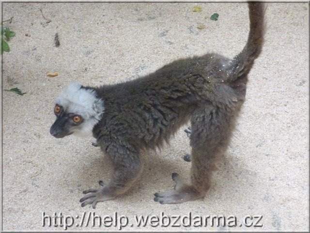 lemur