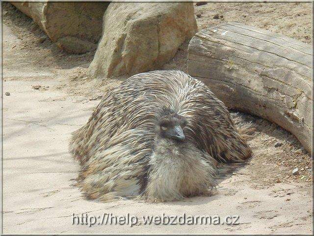 emu