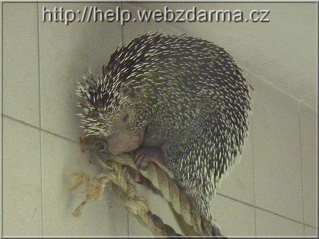 kuandu