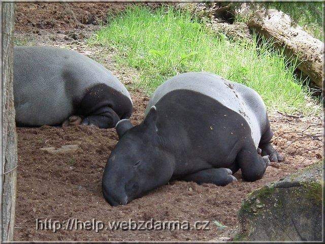 tapir