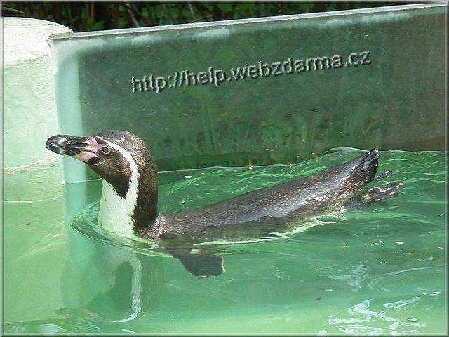tucniak02