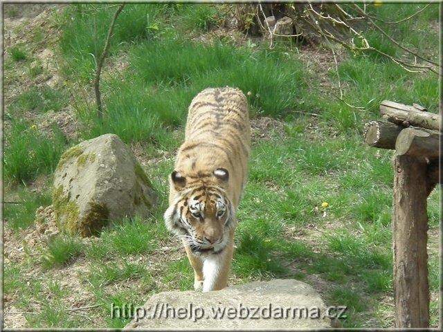 tyger