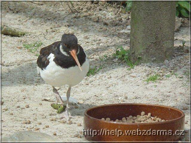 vtak02