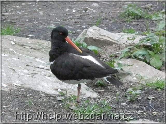 ustricnik