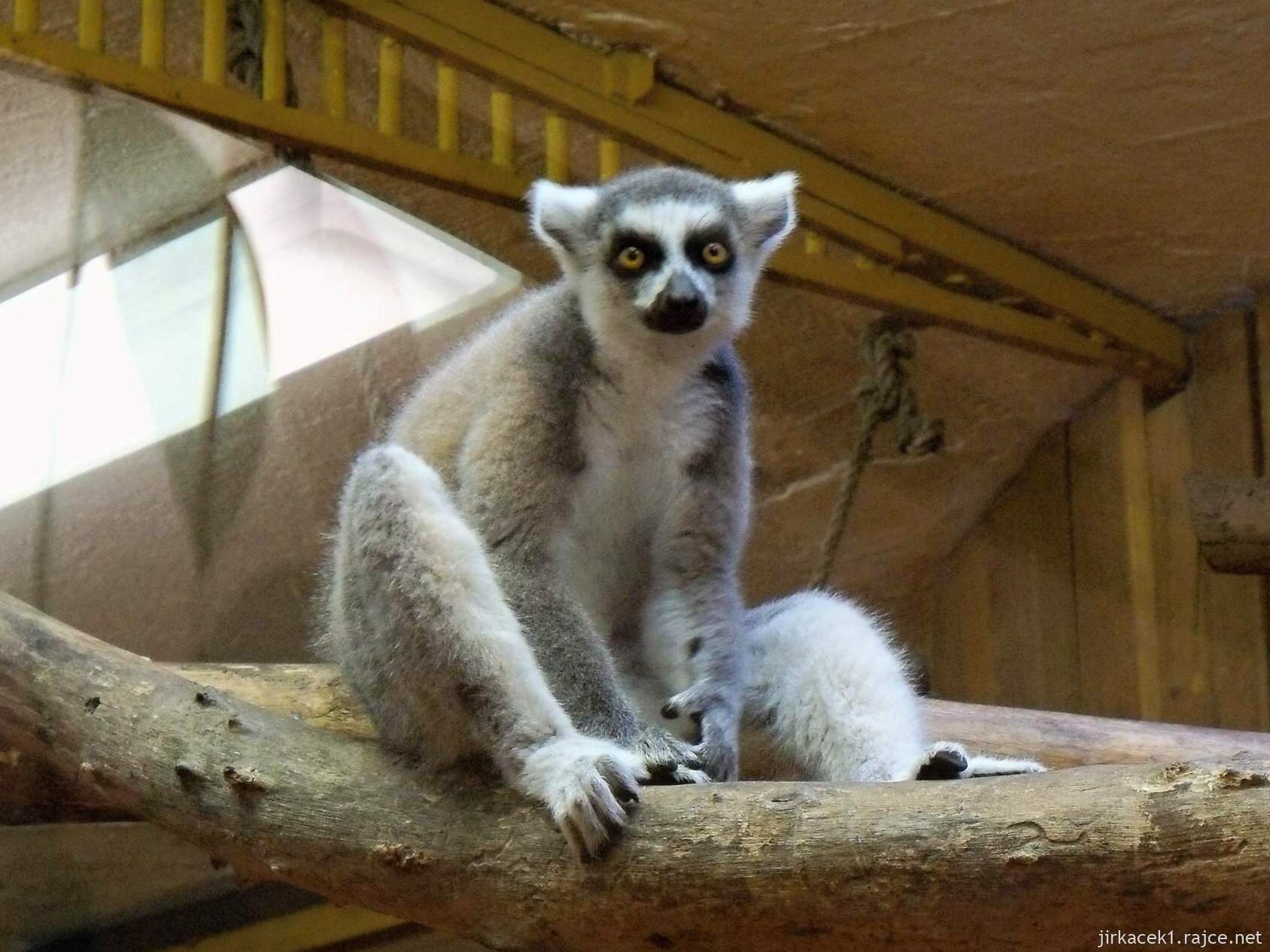 Brno - ZOO - Zoologická zahrada 2007 - lemur kata