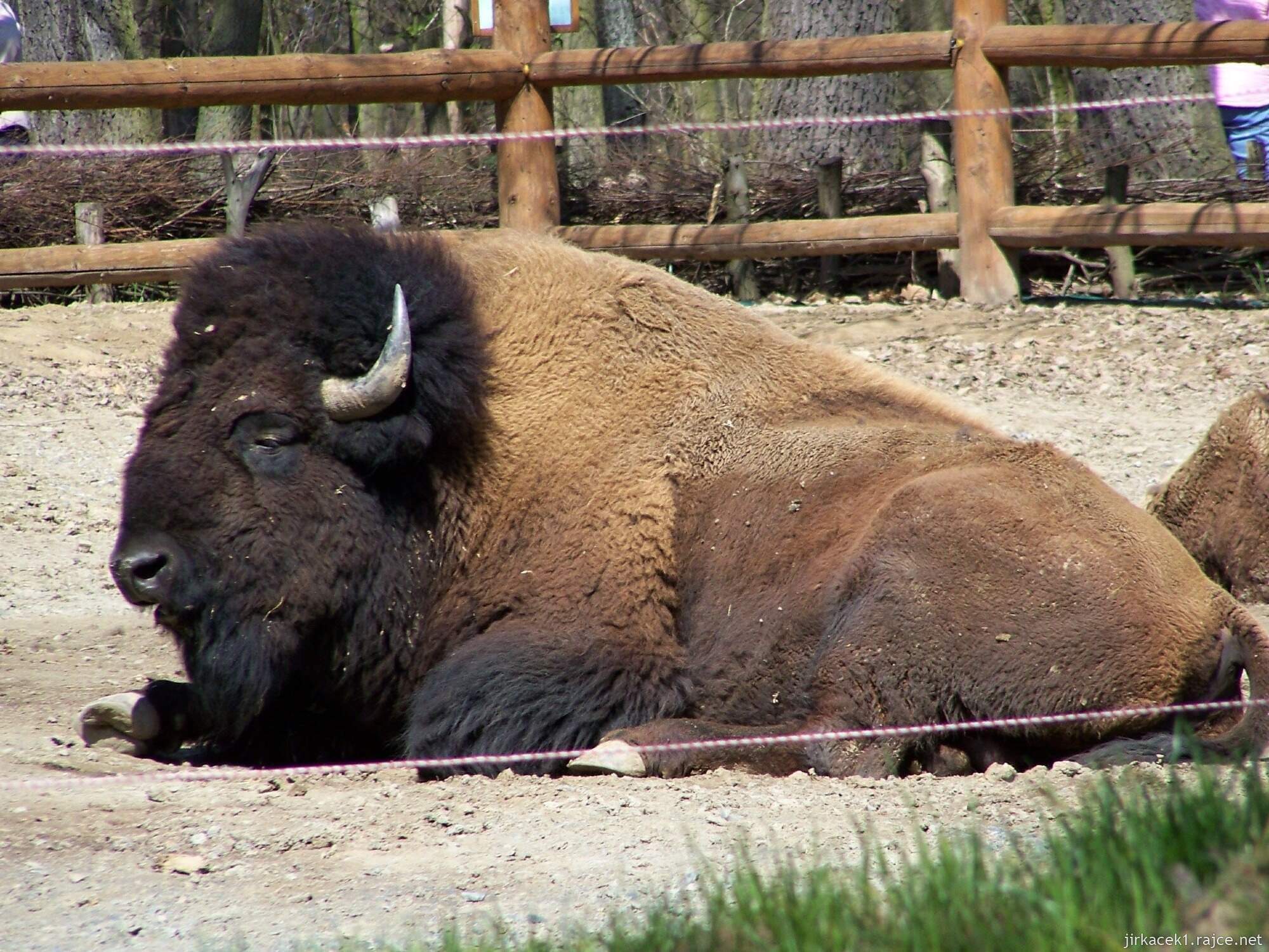 Brno - ZOO - Zoologická zahrada 2007 - bizon