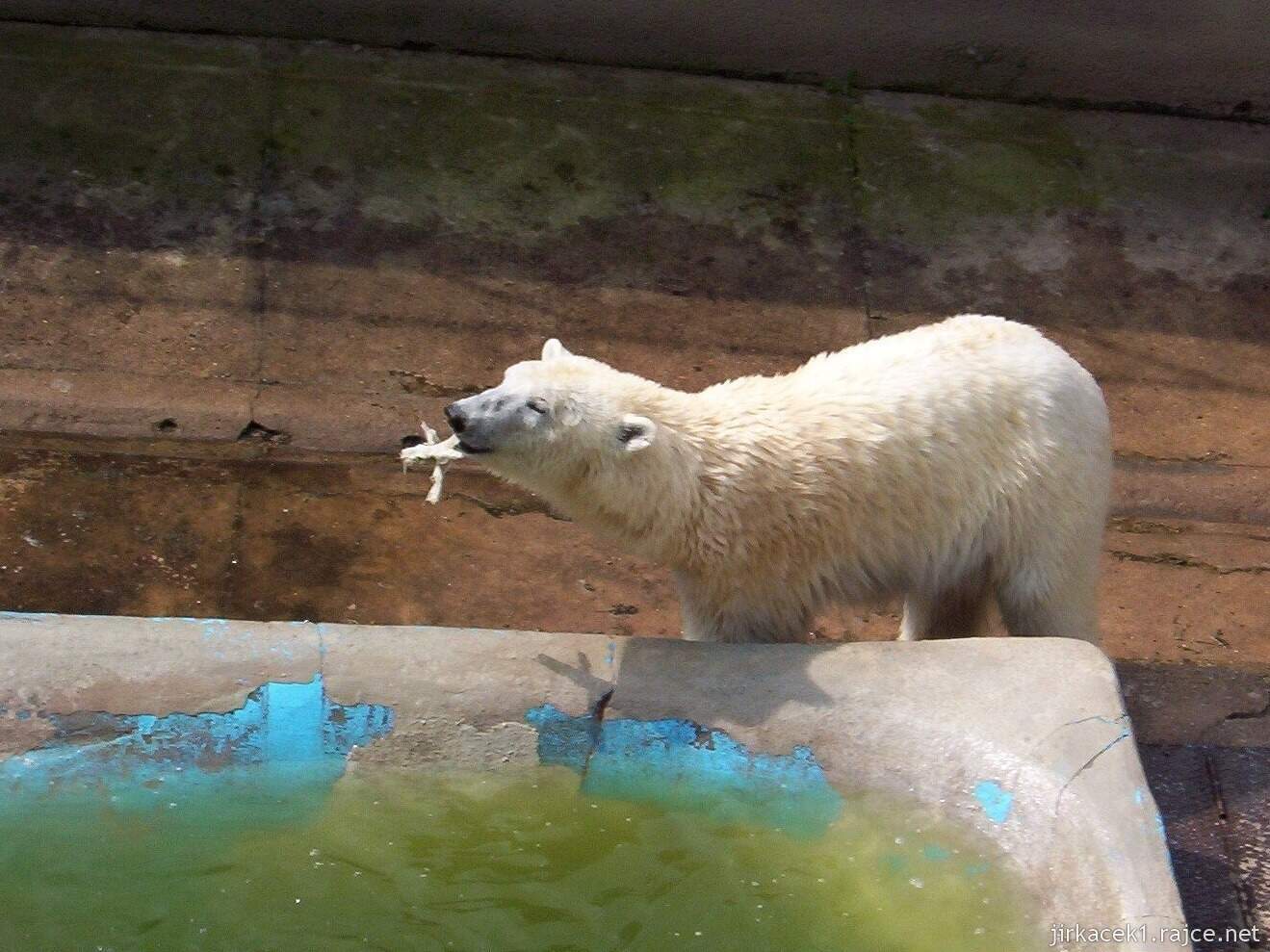 Brno - ZOO - Zoologická zahrada 2007 - medvěd lední