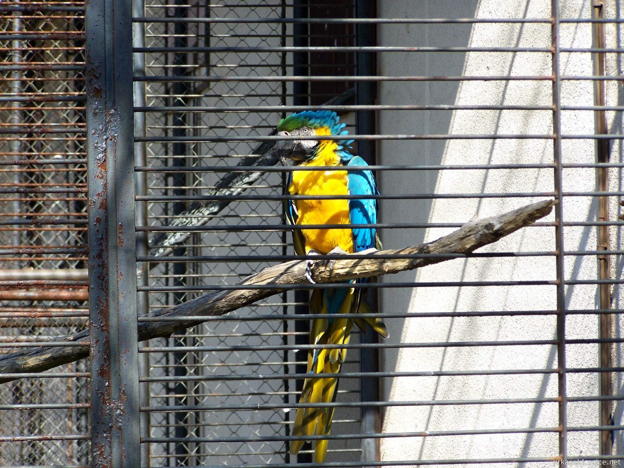 Brno - ZOO - Zoologická zahrada 2007 - papoušek