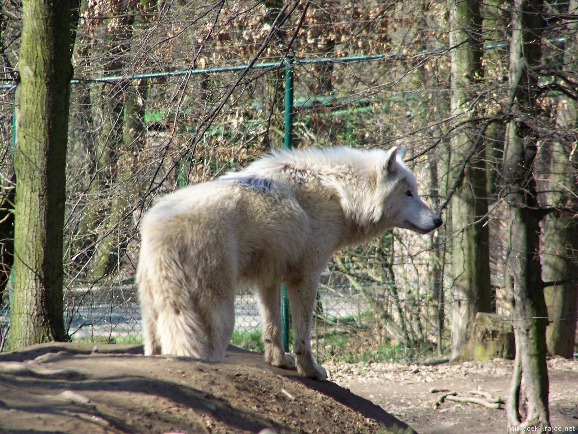 Brno - ZOO - Zoologická zahrada 2007 - vlk arktický 1