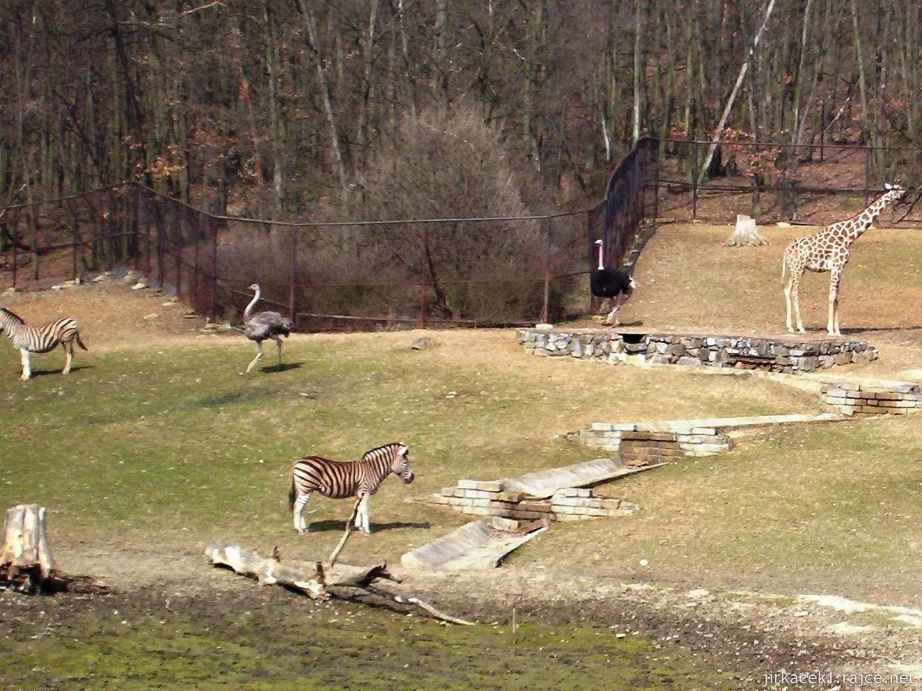 Brno - ZOO - Zoologická zahrada 2007 - zebry a žirafy