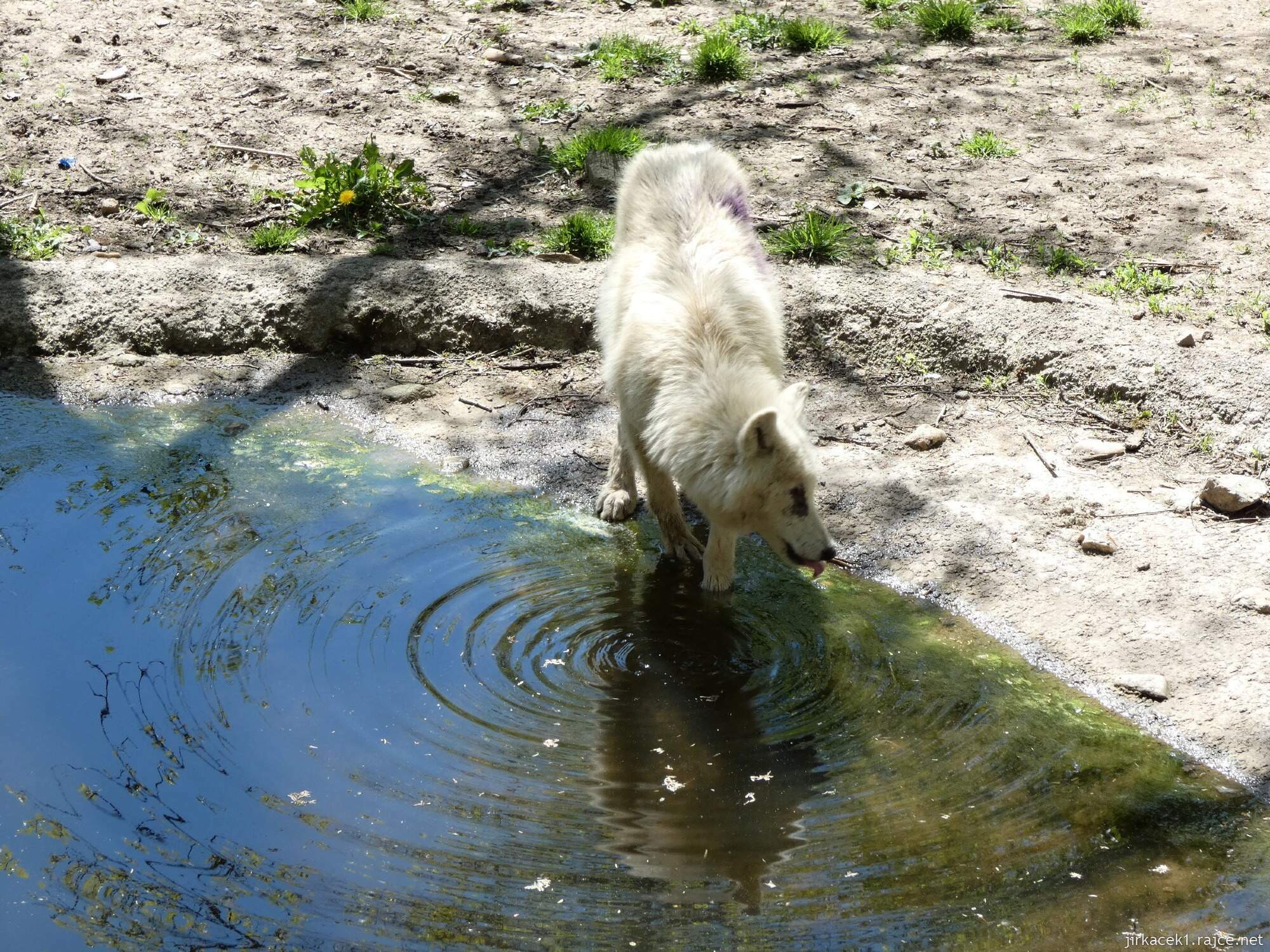 C - Brno - ZOO - Zoologická zahrada 092 - vlk arktický