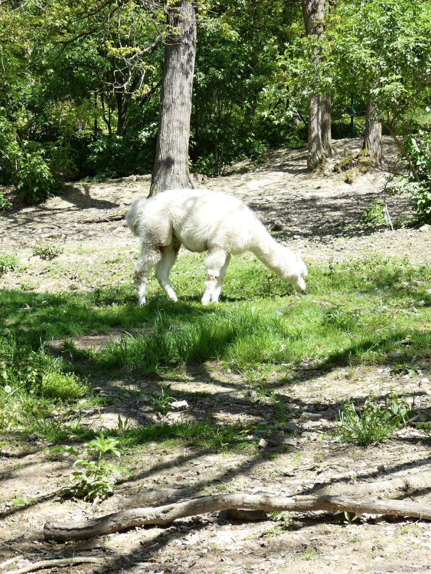 C - Brno - ZOO - Zoologická zahrada 099 - lama alpaka