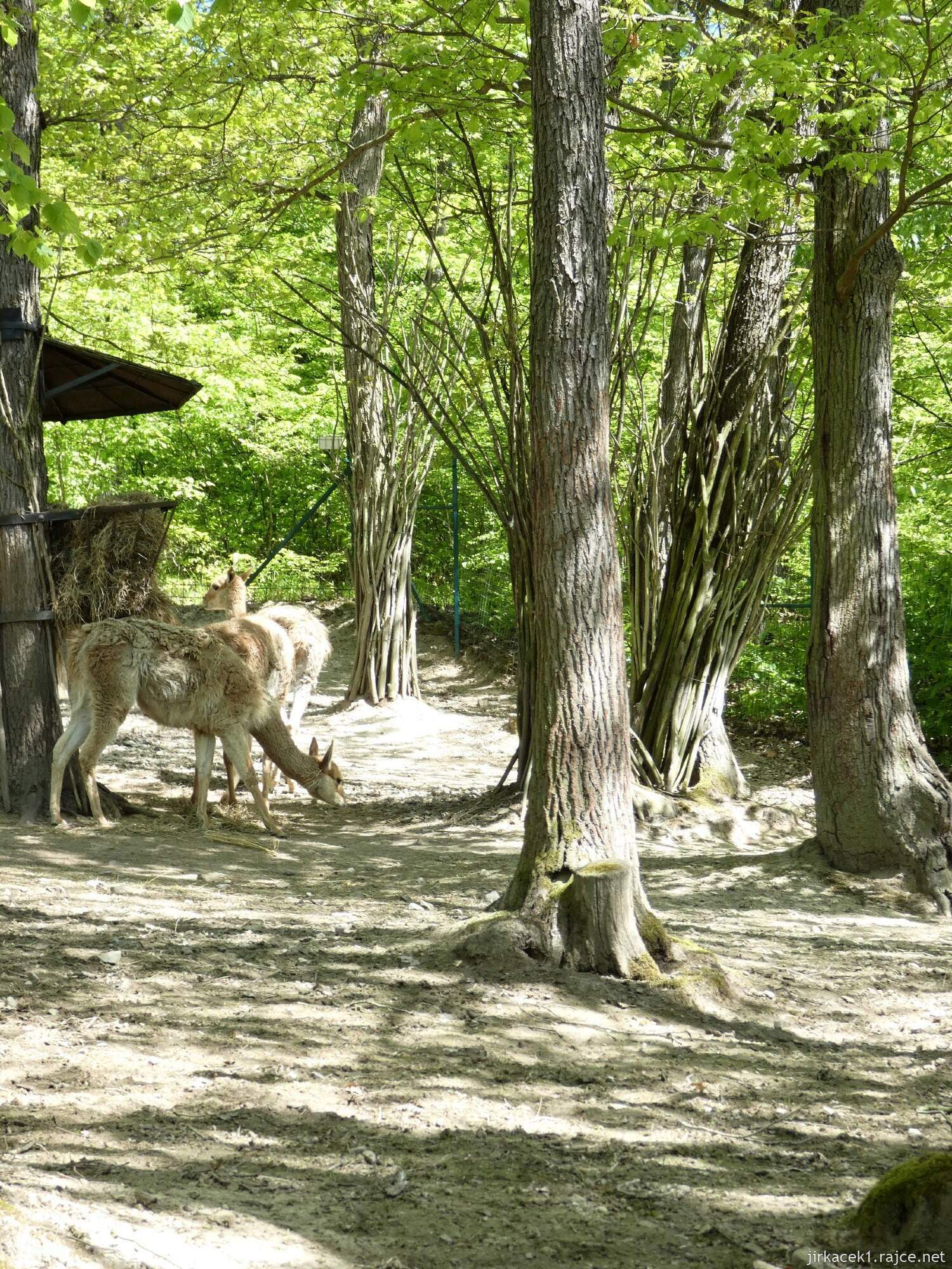 C - Brno - ZOO - Zoologická zahrada 101 - lama vikuňa