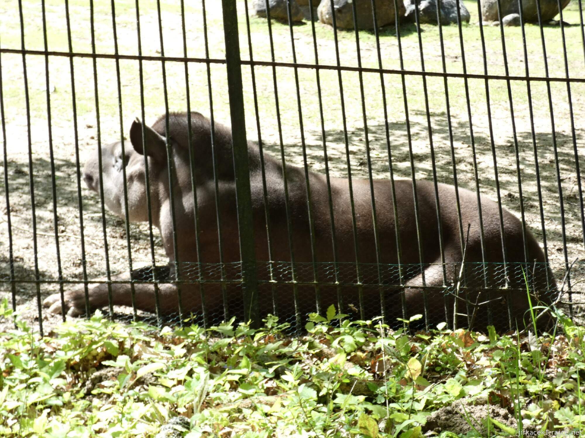 C - Brno - ZOO - Zoologická zahrada 139 - kapybara