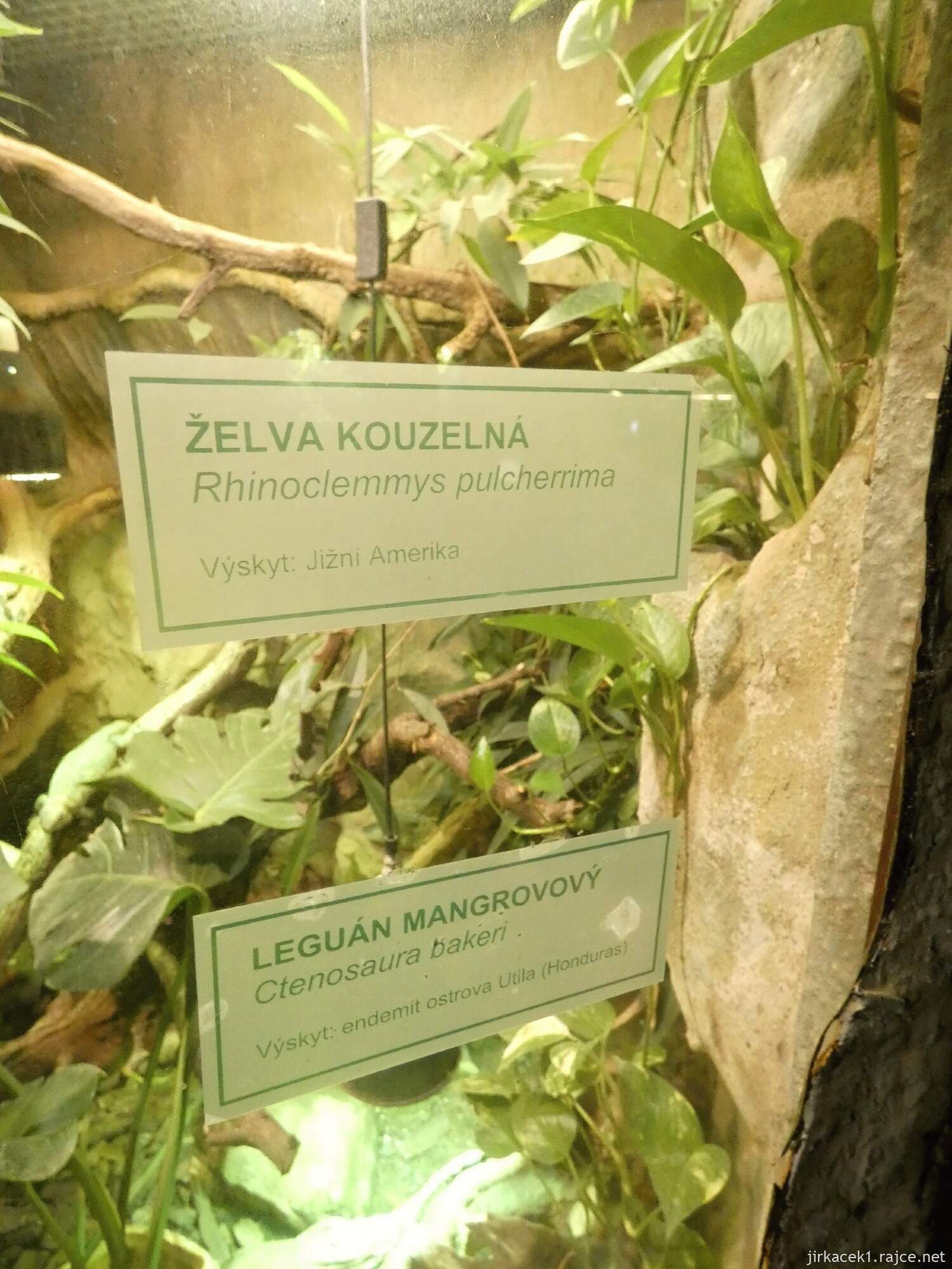 C - Brno - ZOO - Zoologická zahrada 157