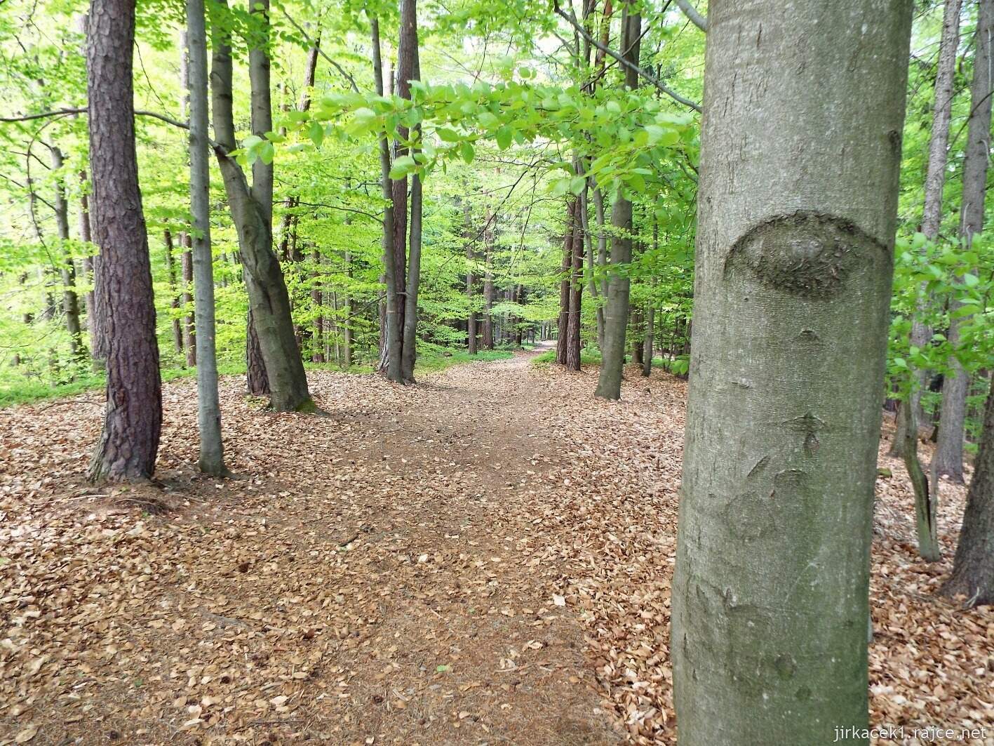 12 - Hruboskalsko 06 - cesta z Valdštejna na Kavčiny