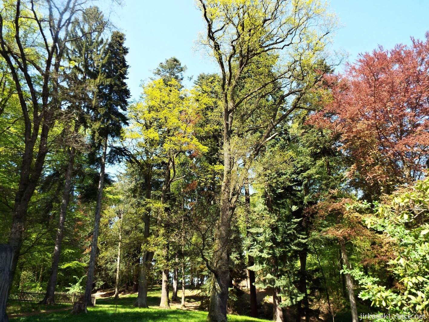 19 - Hruboskalsko 13 - Arboretum Bukovina - stromy