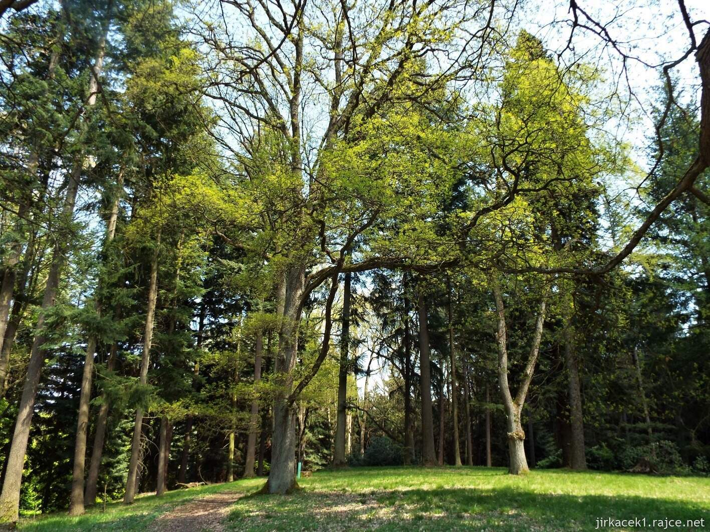 19 - Hruboskalsko 15 - Arboretum Bukovina - stromy
