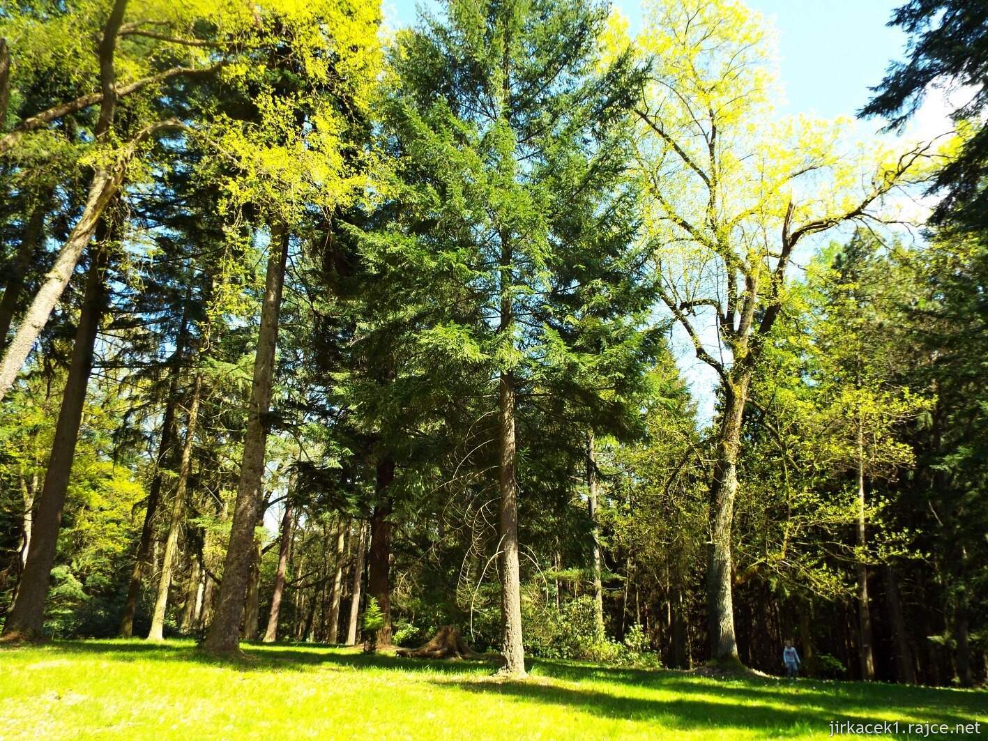 19 - Hruboskalsko 18 - Arboretum Bukovina - stromy