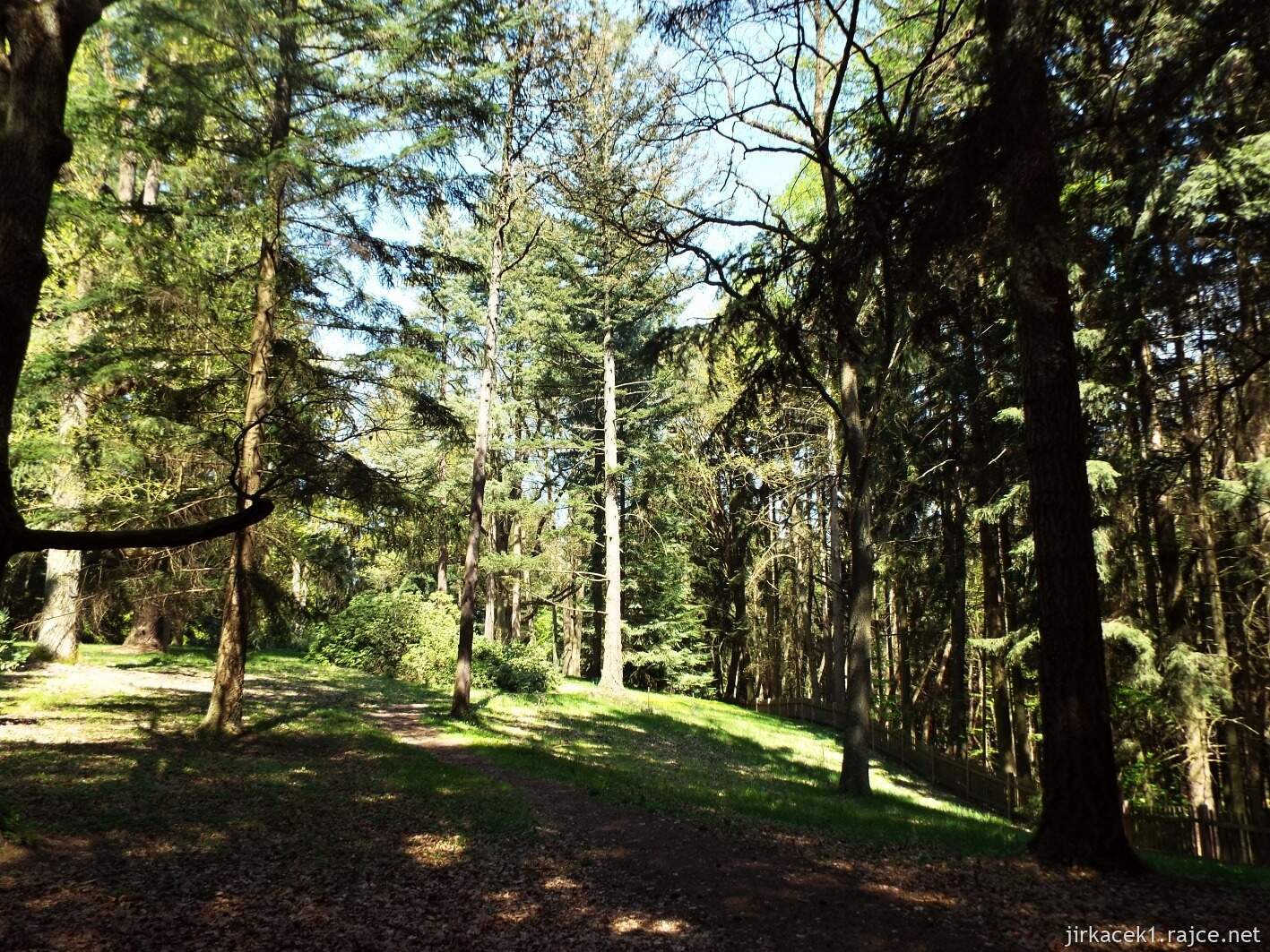 19 - Hruboskalsko 21 - Arboretum Bukovina - stromy