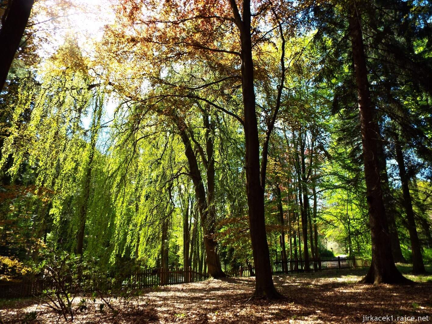 19 - Hruboskalsko 22 - Arboretum Bukovina - stromy