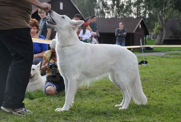 Aureola White Ancilias - Female Winner Class