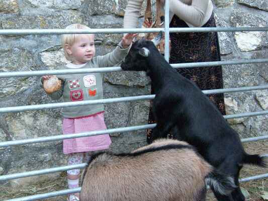 Kamerunské kozy byly oblíbenou atrakcí pro děti.
