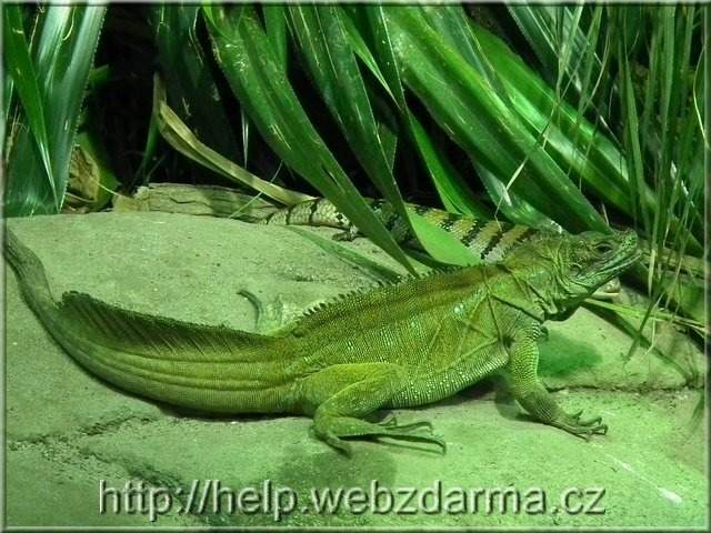 agama