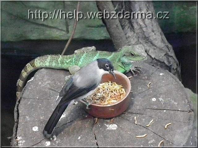 agama