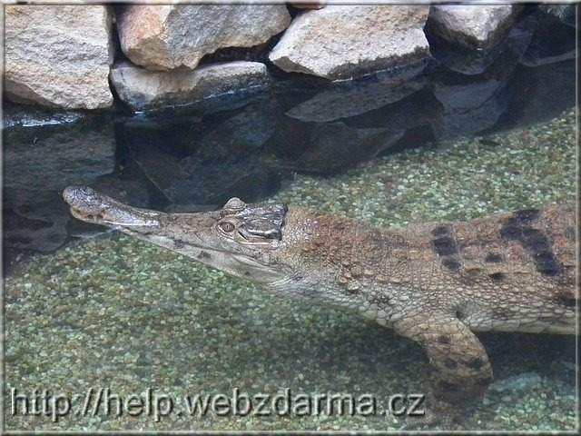 krokodil