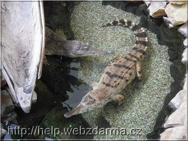 krokodil