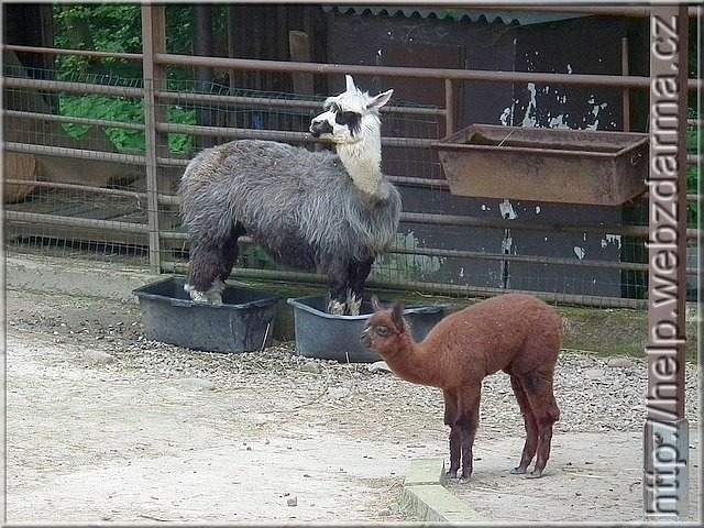 lama