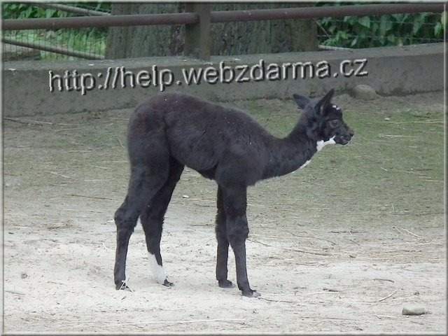lama