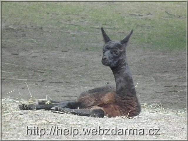 lama