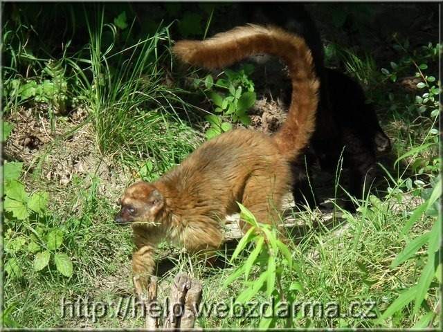 lemur