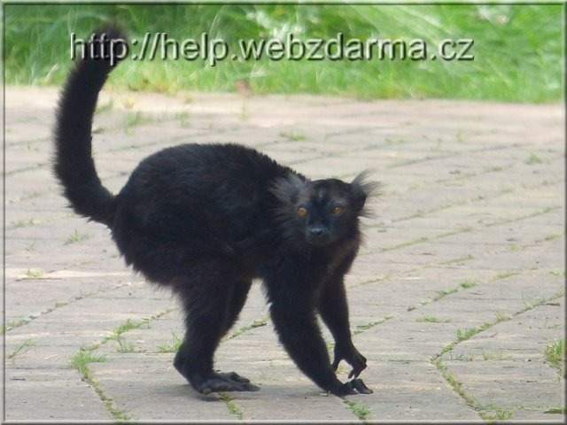 lemur